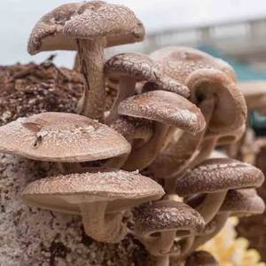 Hongos Shiitake Silvestres de Alta Calidad, Secados, a Granel, Ingrediente Natural y Saludable para Alimentos - Product Image 5