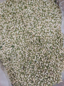 Thé au jasmin 100% biologique naturellement fleuri, fabriqué à la main avec de magnifiques fleurs, prix de gros de l'usine du Vietnam - Product Image 4