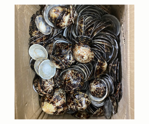 เปลือก Cellana Limpet ขัดเงาหลากหลายขนาด - Product Image 3
