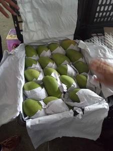 มะม่วงเวียดนามเกรดสูงนำเสนอในปริมาณมากสำหรับการส่งออกเหมาะสำหรับการใช้ทำอาหารในขนมน้ำผลไม้และผลิตภัณฑ์แปรรูป - Product Image 4