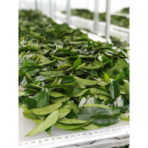 Poudre d'extrait de feuille de corossol de qualité supérieure du Vietnam naturelle et abordable - Product Image 4