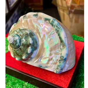 เปลือกหอยเทอร์โบสีเขียวขนาดใหญ่: หอยสังข์ลายเส้นพร้อมประกายมุก |   เปลือกหอยทะเลขนาดใหญ่ขัดเงาสำหรับงานฝีมือเปลือกหอยระดับไฮเอนด์ - Product Image 2