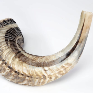 Shofar Auténtico de Cuerno de Carnero Natural Semipulido, Cuerno Musical, Regalo Judío para Mujeres y Hombres - Product Image 5