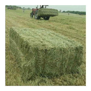 Heno de Pasto Rhodes al por Mayor, Forraje Seco Premium para Alimentación de Ganado y Nutrición Animal - Product Image 3