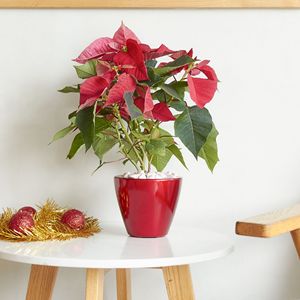 Set di 2 Vasi Intelligenti Autoirriganti a Forma di Cono Rosso per Uso Interno ed Esterno - Product Image 2