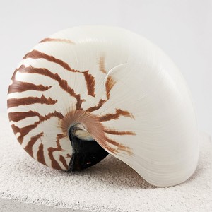 Conchas de Nautilus al por mayor, conchas marinas para manualidades, conchas decorativas, proveedor de Vietnam - Product Image 1