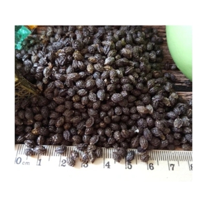 DISPONIBLE para mezclas de marinado en seco caliente y caldos de condimentos para cocinas profesionales de restaurantes, semillas de papaya puras y secas - Product Image 1