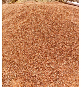 เมล็ดข้าวโพดเกรดอาหารพรีเมียม - Product Image 1