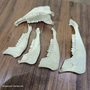 Venta caliente La mejor calidad de la mandíbula de cabra pulida blanca hecha a mano real Mandíbula de cabra de calidad natural con tamaño personalizado al precio más bajo - Product Image 2