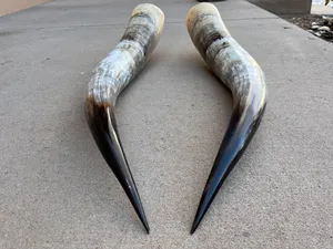 Par de Cuernos Decorativos Largos para Vaca y Buey, 32 Pulgadas, Ecológicos, Pulidos, Forma Natural Moderna - Product Image 6