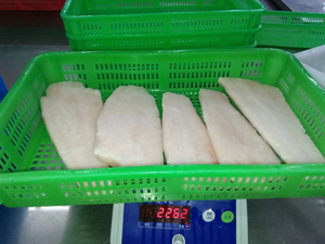 Filets de Merluccius Capensis surgelés, avec peau, sans PBO, sans glaçage, certifiés MSC, qualité export premium, IQF (Merluccius Capensis) 2-4 - Product Image 5