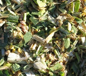 2025 Precios competitivos en el ensilaje de maíz de Vietnam Grado superior de exportación para uso de caballos y ganado - Product Image 3