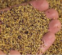 Gecertificeerde groothandel leverancier klaverzaden - Premium kwaliteit, hoge kiembaarheid, stabiele houdbaarheid, bulkverpakking, landbouw
