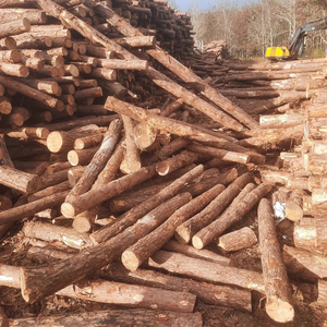 Bûches de bois tendres de qualité supérieure pour la fabrication de papier et les applications de construction. - Product Image 6