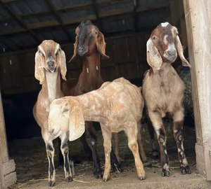 Cabras Nubias Angoleñas Premium para Suministro al por Mayor y Cría Comercial de Cabras - Product Image 3