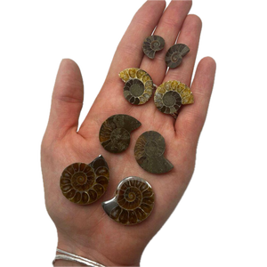 Amonitas Naturales Marrones para la Elaboración de Joyería - Product Image 2