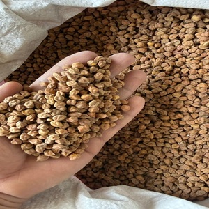 Garbanzos Negros de Primera Calidad (Chickpeas Desi), Alimento Rico en Proteínas Naturales, Legumbres de Grado Alimenticio para Consumo Humano, a Granel, 18 Meses de Duración - Product Image 2