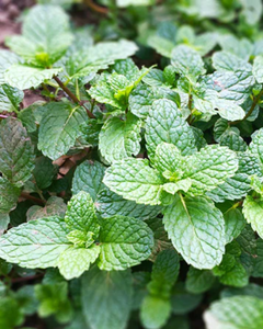 Feuilles de menthe séchées de qualité supérieure pour tisanes, usage alimentaire et industriel - Product Image 6