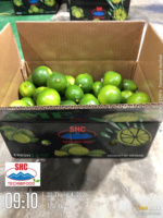 Vietnamese verse groene limoen – pitloos, sappig, exportkwaliteit voor wereldwijde distributie