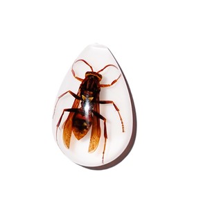 Yellow Paper Wasp Real Specimen Plastic Cabochon Pear Shape Cut <b>Top</b> 33x22 mm White Flat Bottom for Crafts and Jewelry Making - Product Image 6