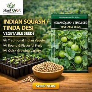 Advanta GOLDEN SELECTION Classic Tinda <strong>Seeds</strong> F1 Hybrid Vigorous <strong>Creeper</strong> Fresh Okra with Uniform Green Round Fruit - Product Image 5