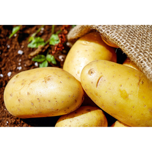 <b>Fresh</b> Potato Premium Quality Natural Farm <b>Fresh</b> Export Grade <b>Vegetable</b> Ocean Link Exim 5kg-25kg - Product Image 5