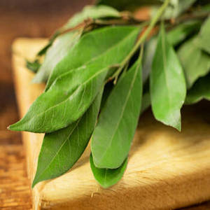 Hoja de Laurel India Seca al por Mayor, 24 Meses de Vida Útil, Procedente de Cosecha de Nueva Temporada para Importadores, Comerciantes y Cocinas Profesionales - Product Image 4