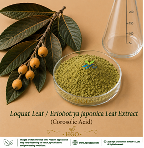 Suministro directo de fábrica de HGO hoja de níspero natural pura/extracto de hoja de Eriobotrya Japonica (grado alimenticio) Ácido corosólico 1% - Product Image 1