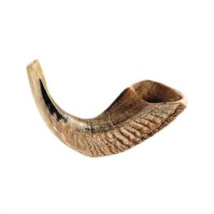 Shofar en corne de bélier de couleur naturelle pure, tonalité non modifiée, instrument à vent, corne sonore traditionnelle pour cérémonies juives, pour grossistes - Product Image 5