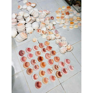 Conchas de vieira, material natural de conchas marinas para decoración del hogar, proyectos de manualidades y fabricación de souvenirs, proveedor de Vietnam. - Product Image 2