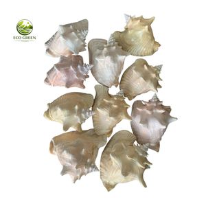 Conchas Decorativas Naturales Grandes para Paisajismo de Acuarios y Decoración de Jardines - Product Image 2