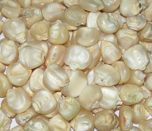 Maíz Blanco Premium al por Mayor en Oferta, Grado Alimenticio para Exportación, Calidad Superior, Listo para Enviar - Product Image 1
