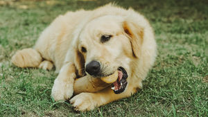 CBS Factory Price Classic Stick Shape Café Madera Masticar Juguetes para perros 100% Natural Durable <span class=keywords><strong>Pet</strong></span> Masticar Juguetes - Product Image 2