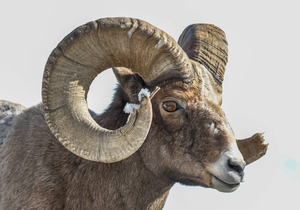 Cuerno de Ram Shofar pulido natural de la India, cuerno de animal indio para el Año Nuevo Judío - Product Image 2