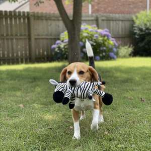 Yommy Furry Friends 35CM Giocattolo di Peluche della Giungla, Morbido e Resistente, Bambola di Peluche Abbracciabile per Cani e Gatti, Giocattolo Interattivo e di Movimento per Animali Domestici - Product Image 6