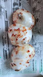 Decorative Vietnam oval limpet seashell for interior <b>wall</b> cladding luxury tile accents featuring selected polished sea shells - Product Image 6