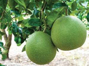 Pomelo Fresco de Alta Calidad – Cítrico Fresco, Jugoso y Dulce, Sabor Natural // Mr.Tom - Product Image 3