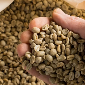 Top Vietnam Organic Arabica Green Coffee <b>Beans</b> Size 16 Export Standard USDA Certified 100% Natural Coffee Farm TNFOOD Brand AA+ - Product Image 1