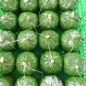 Feuille de manioc congelée du Vietnam vert foncé Convient à de nombreuses cuisines pour les personnes suivant un régime ANGLE - Product Image 1