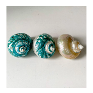 Coquillage décoratif naturel poli fait main durable pour la maison, thème plage, souvenir et décoration de mariage - Product Image 1