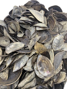 ขายร้อนทุกประเภทของ Ramose Murex และเปลือก Operculum ธรรมชาติ100% - Product Image 2