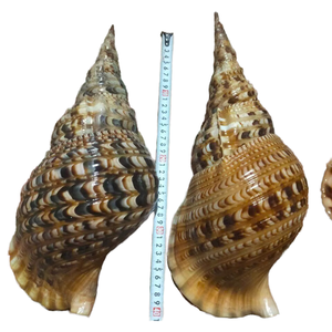 Concha de trompeta de Vietnam fina para embalaje de regalo de lujo, inventario de boutique de alta gama - Product Image 1