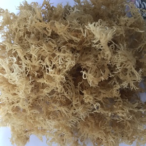 IRIS SEA MOSS VIETNAM, mousse de mer biologique séchée de haute qualité, emballée en sachet, prix +84 978495473 - Product Image 2