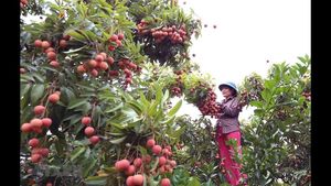 Lichi Congelado Premium de Vietnam, Proveedor de Exportación a Granel IQF - Product Image 2