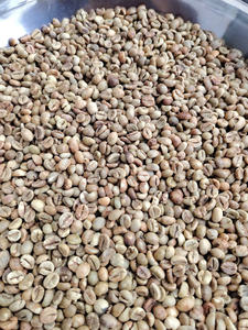 เมล็ดกาแฟโรบัสต้าเวียดนามคุณภาพเยี่ยม รสชาติกลมกล่อม สำหรับชงเอสเพรสโซ  แบบดิบ ไม่ผ่านการคั่ว  บรรจุถุง PP ขนาด 60 กก. สำหรับส่งออกจากเวียดนาม - Product Image 2