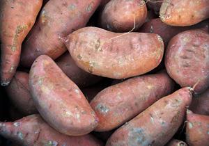 Patate douce / igname violette - Vente en gros de patates douces fraîches / surgelées / en amidon de haute qualité - Product Image 5