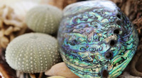 Vietnamien Finest Grande Lune Polie Escargot Coquillages Coquillages Coquille D'escargot Écologique Poli Pétoncle pour Aquarium Décor
