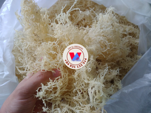 PRODUIT PHARE : Algues Marines Naturelles Séchées de Type Cottonii à Faible Teneur en Humidité, Type Épineux, pour Extrait d'Agar, Qualité B2B, en Gel - Product Image 6