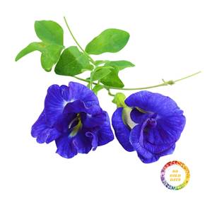 Fleur de pois papillon séchée d'origine vietnamienne, colorant bleu naturel pur pour l'industrie des boissons, vente en gros - Product Image 1
