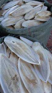 Hueso de Sepia Seco al Sol, Suplemento Natural de Calcio para Aves y Reptiles, Proveedor Exportador 20 - Product Image 2